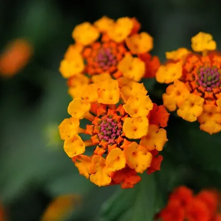 Armonia * Λουτρά Αιδηψού