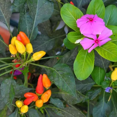 Armonia * Λουτρά Αιδηψού